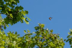 MvdR-20250515-073755-001