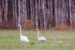 MvdR-20111005-102836-04933