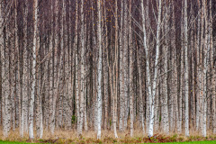 MvdR-20111006-132931-04978