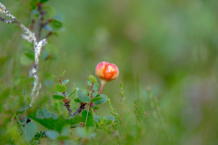 MvdR-20140801-062720-00041